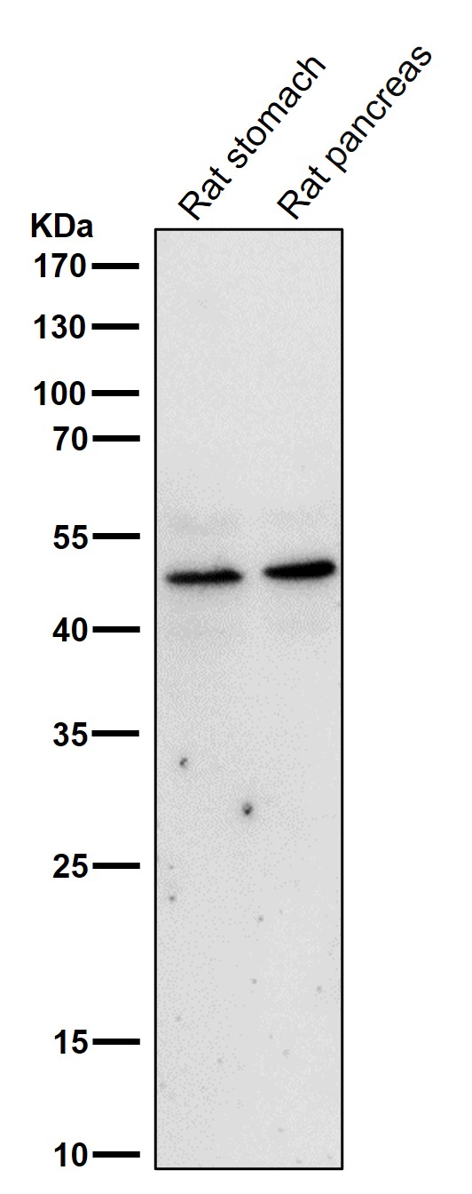 WB - Anti-MyoD Rabbit Monoclonal Antibody ABO15505